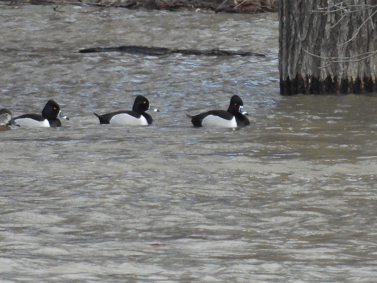 Ring-necked Duck - ML564623361