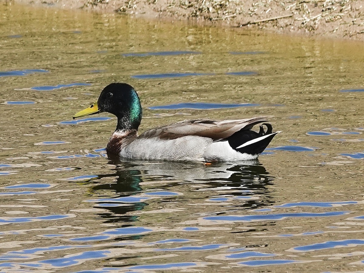 Canard colvert - ML564624031