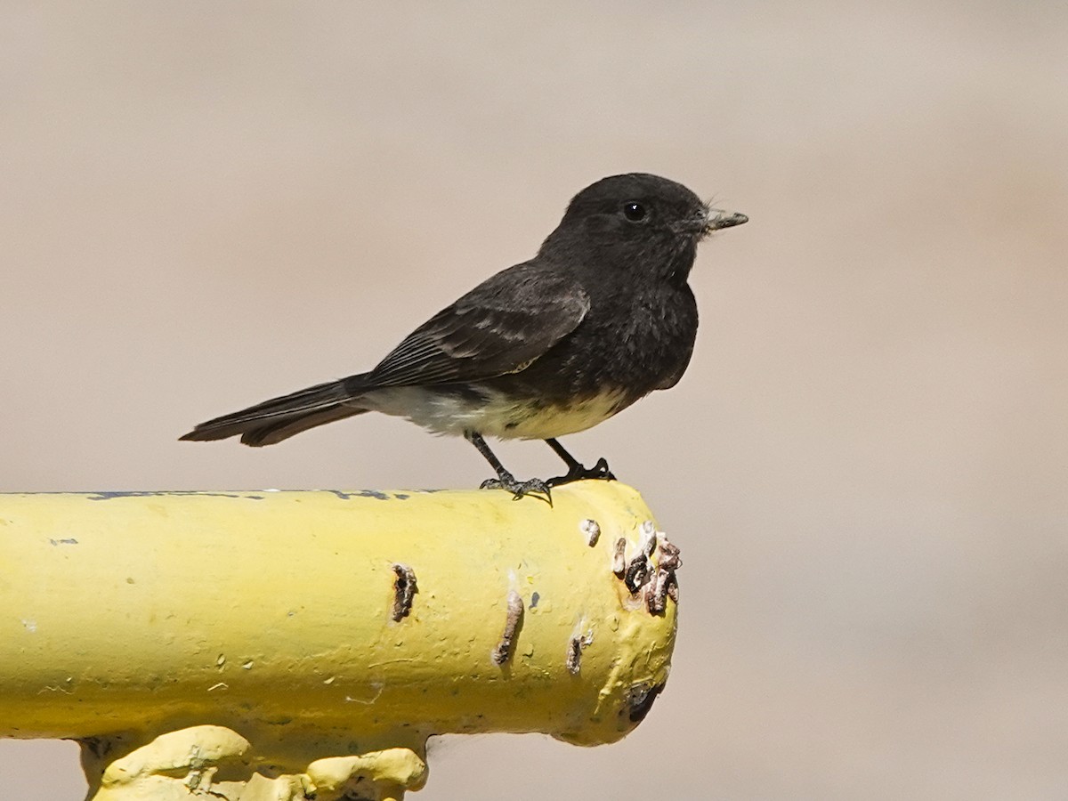 Black Phoebe - ML564624241