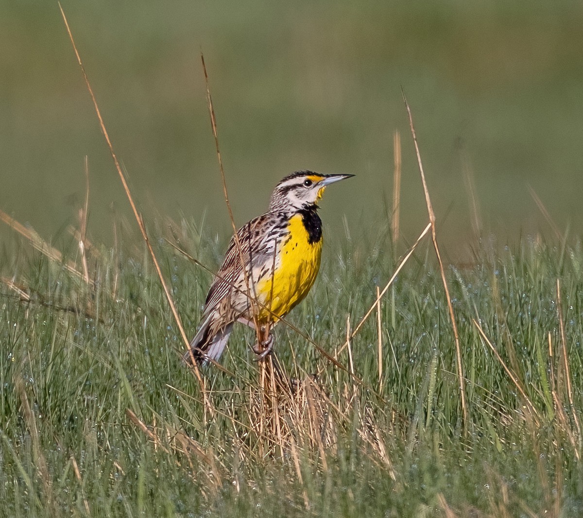 Eastern Meadowlark - Robin Ohrt