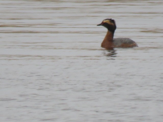 Horned Grebe - ML564625751