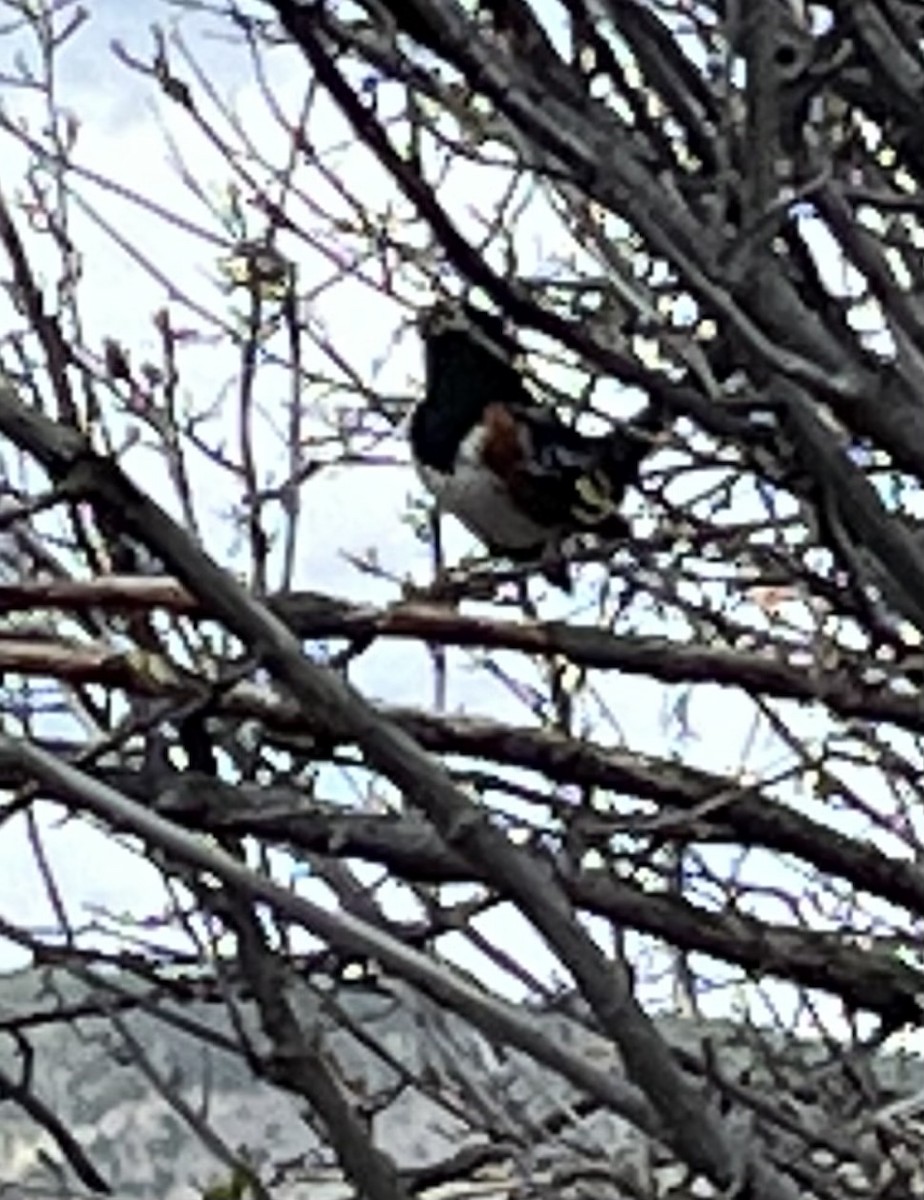 Spotted Towhee - ML564626081
