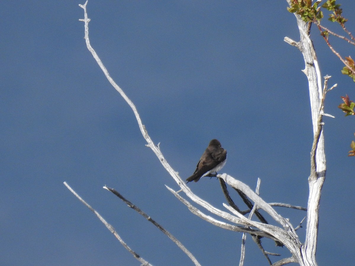 Northern Rough-winged Swallow - ML56462621