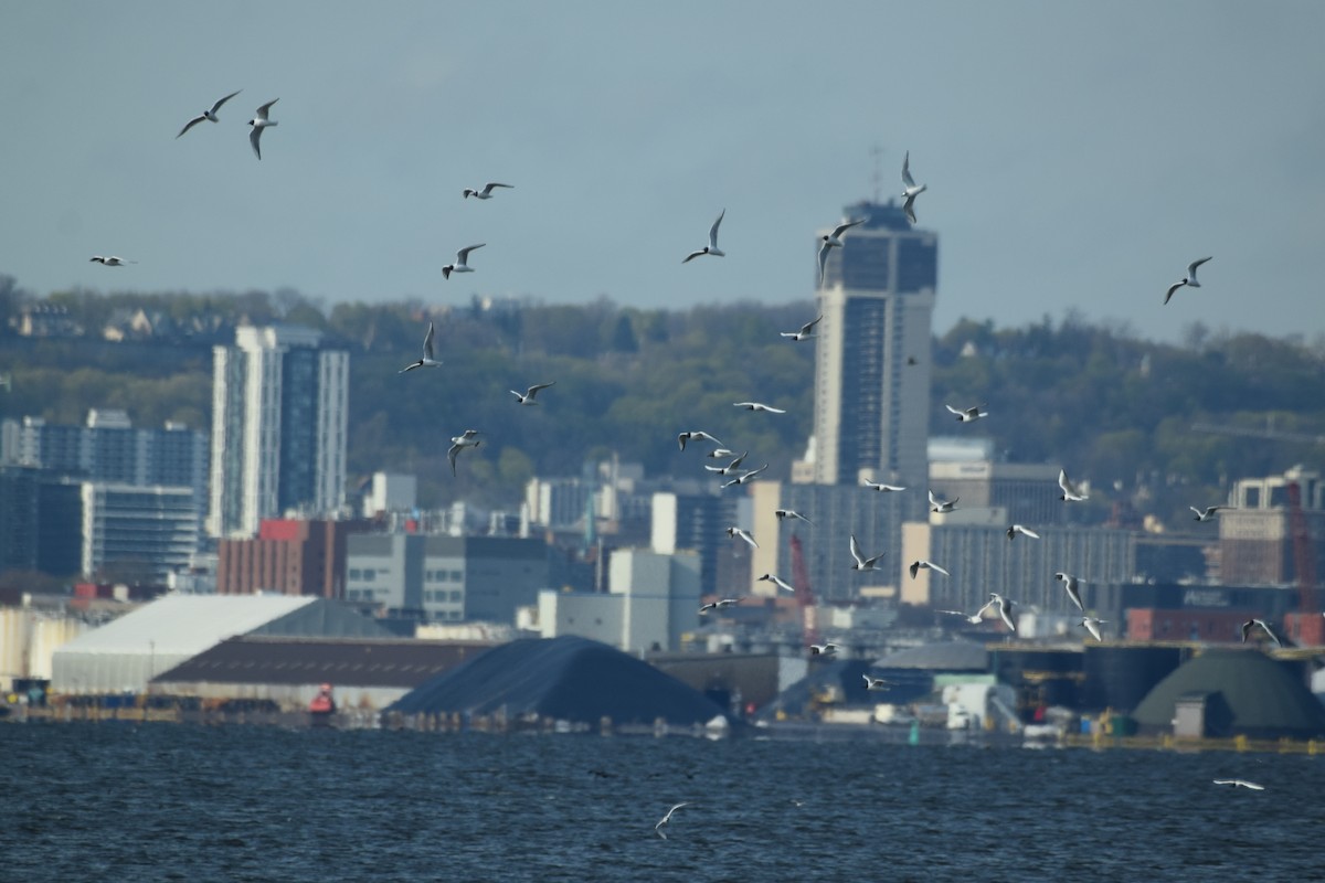 Bonaparte's Gull - ML564626441