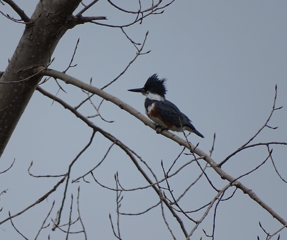 Belted Kingfisher - ML564626541