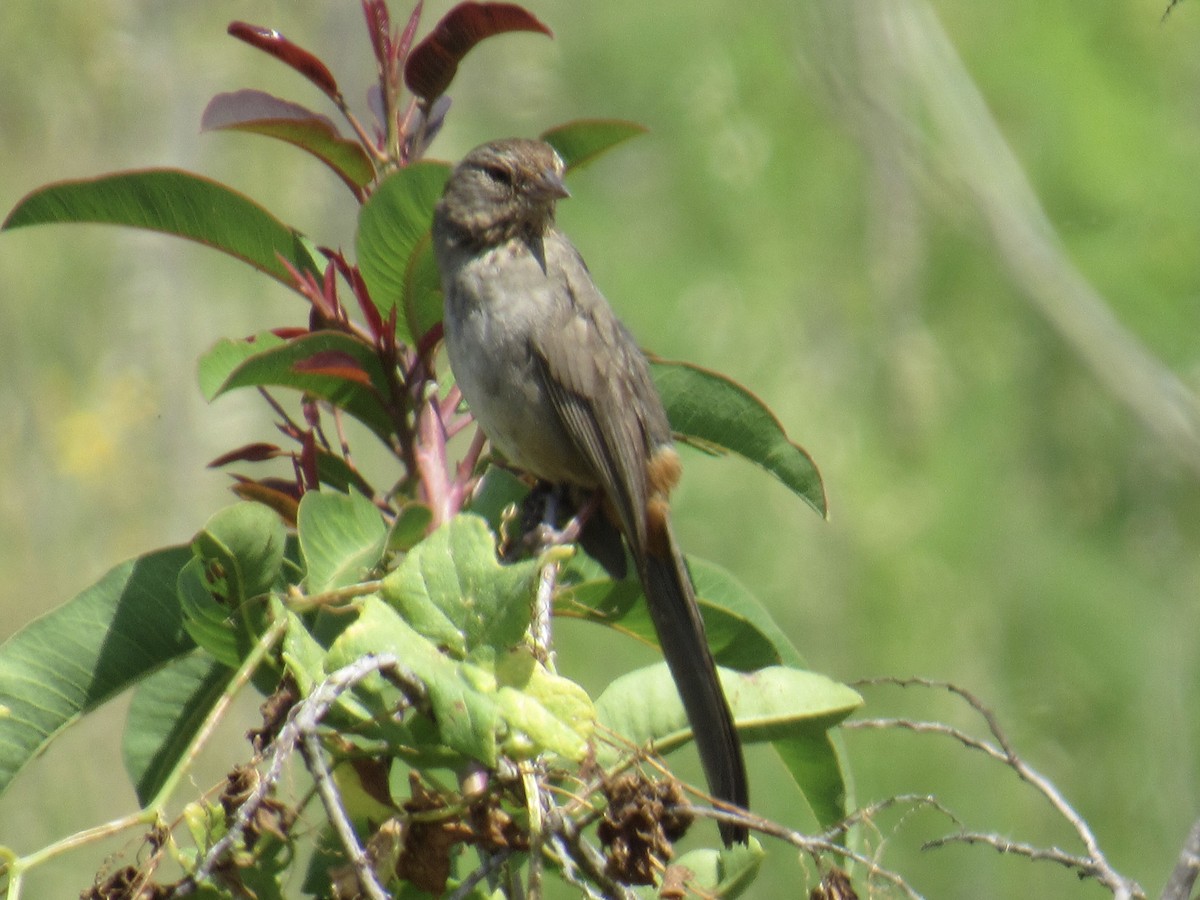 California Towhee - ML564626851