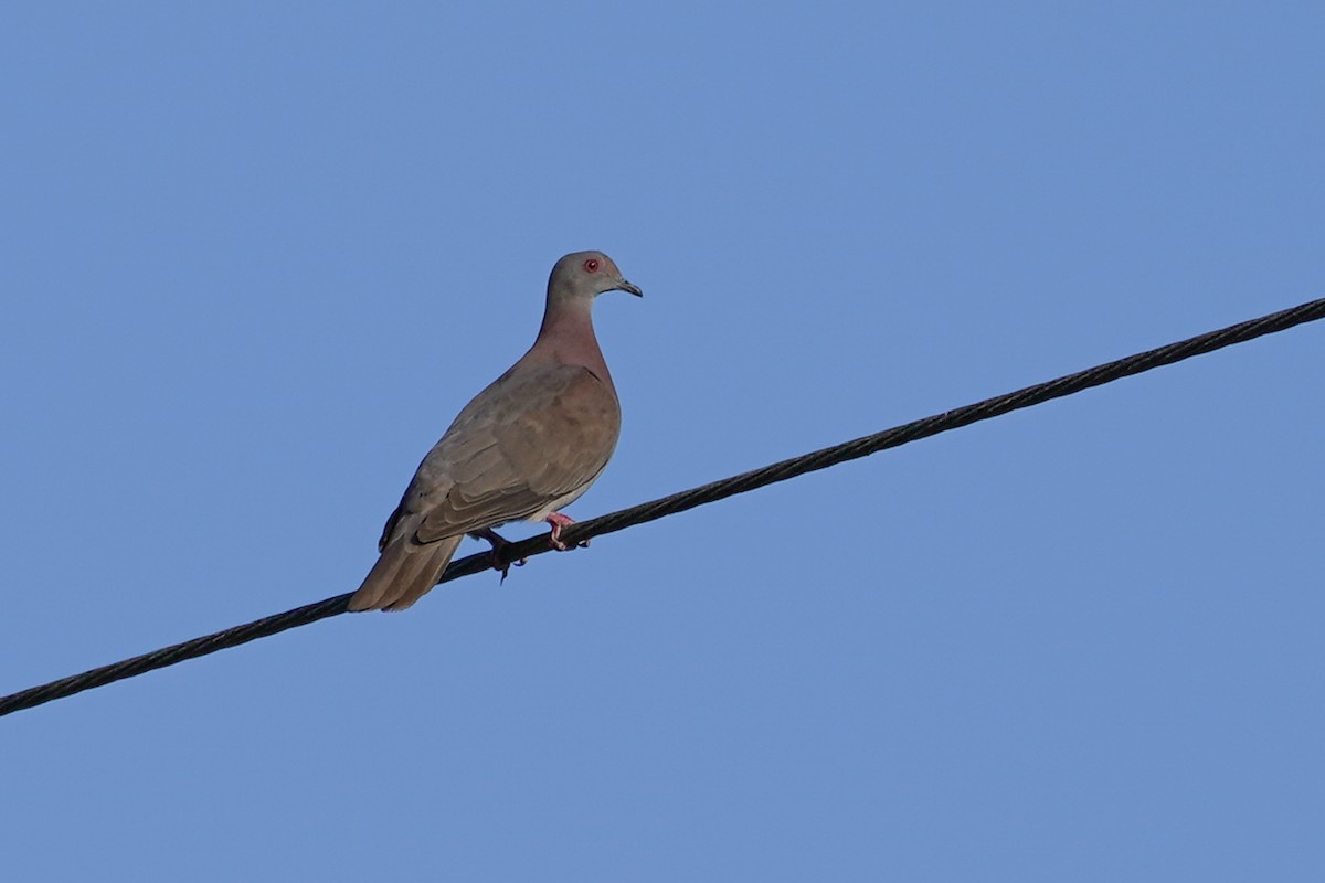 Pale-vented Pigeon - Alex Merritt