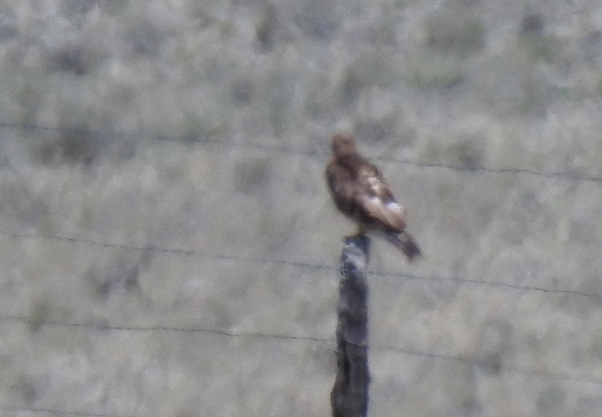 Red-tailed Hawk - Shane Sater