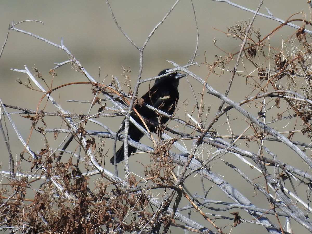 Red-winged Blackbird - Shane Sater