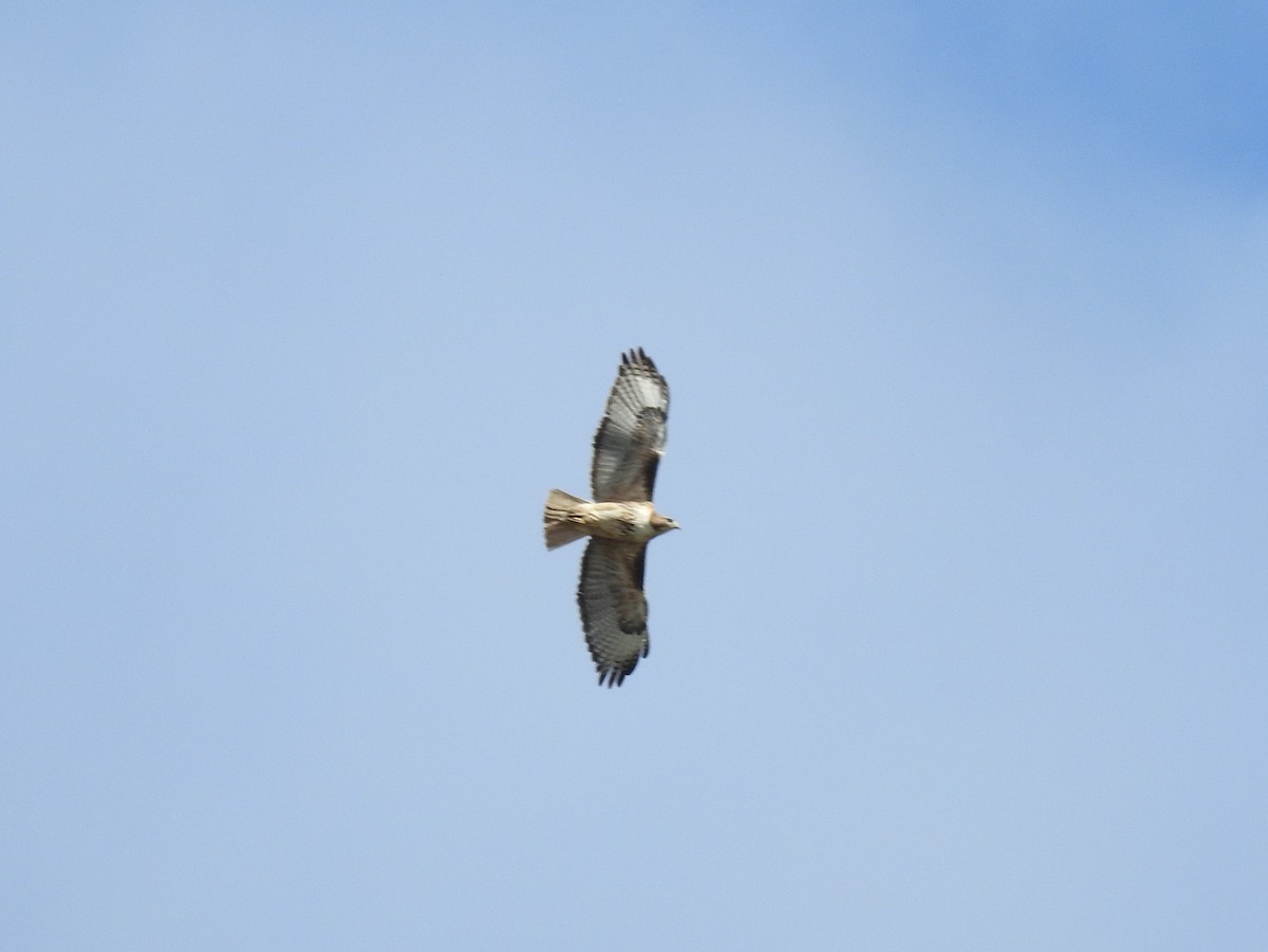 Red-tailed Hawk - Shane Sater