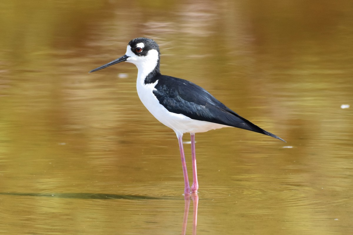 Black-necked Stilt - Ben Anderson