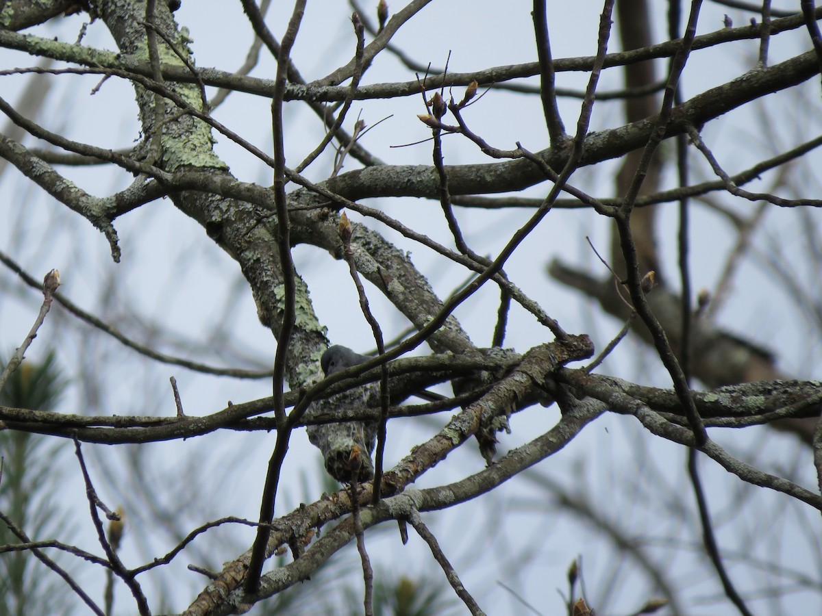 Blue-gray Gnatcatcher - ML56462881