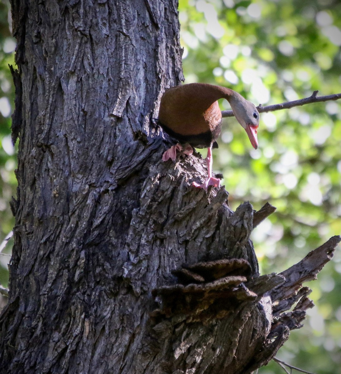 Black-bellied Whistling-Duck - ML564628911