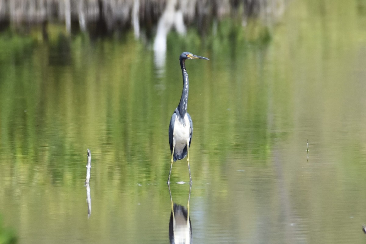 Tricolored Heron - ML564628951