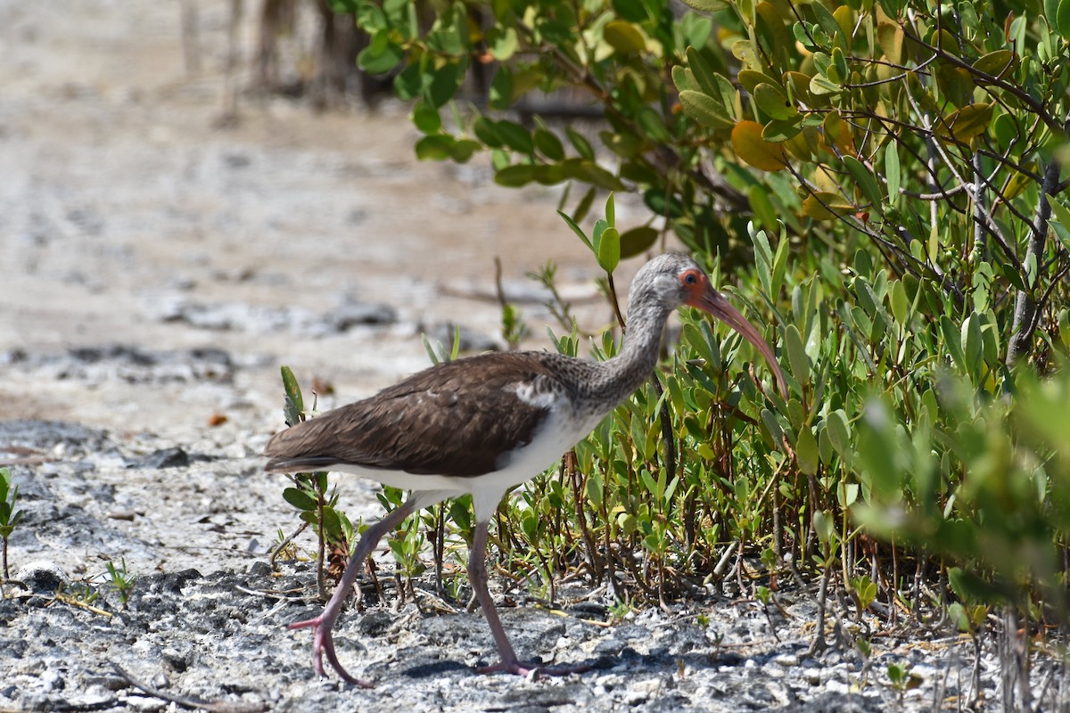 White Ibis - ML564629031