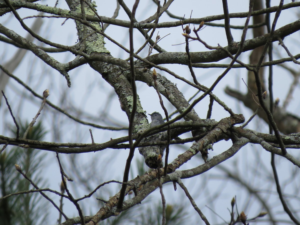 Blue-gray Gnatcatcher - ML56462911