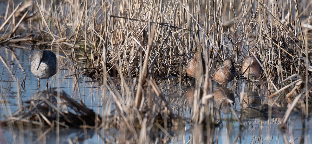 Long-billed Dowitcher - ML564629311