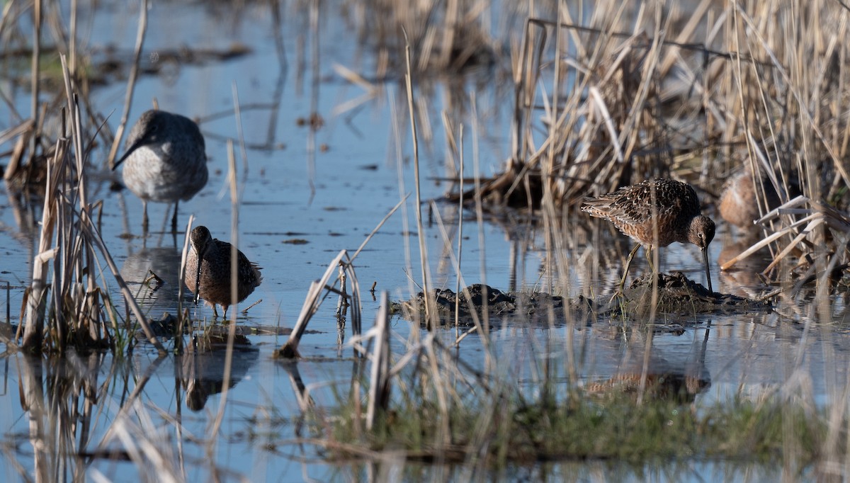 Long-billed Dowitcher - ML564629321