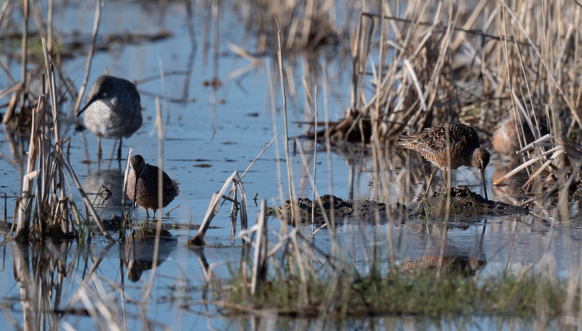 langnebbekkasinsnipe - ML564629321