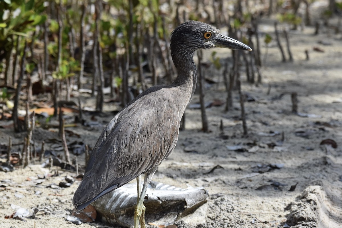 Yellow-crowned Night Heron - ML564629351