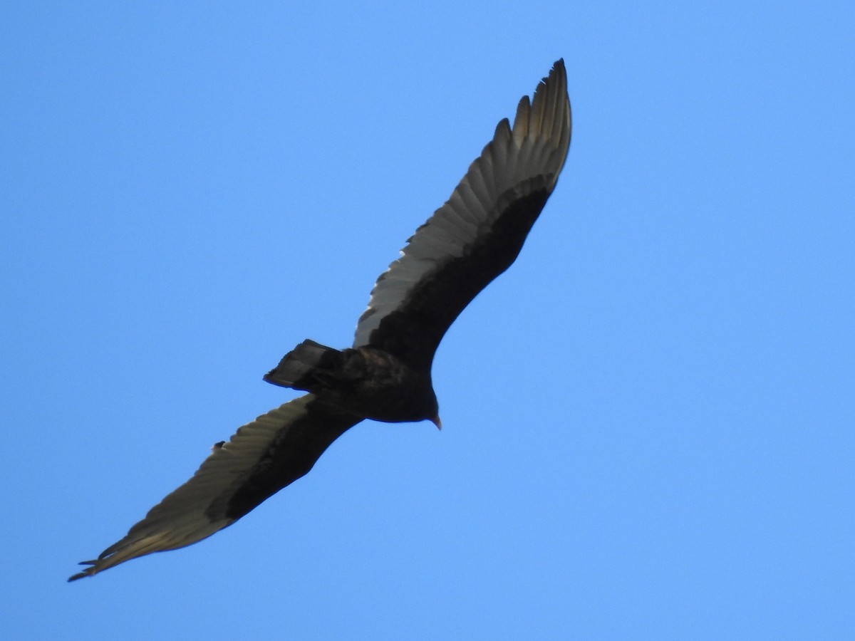 Turkey Vulture - ML56462961