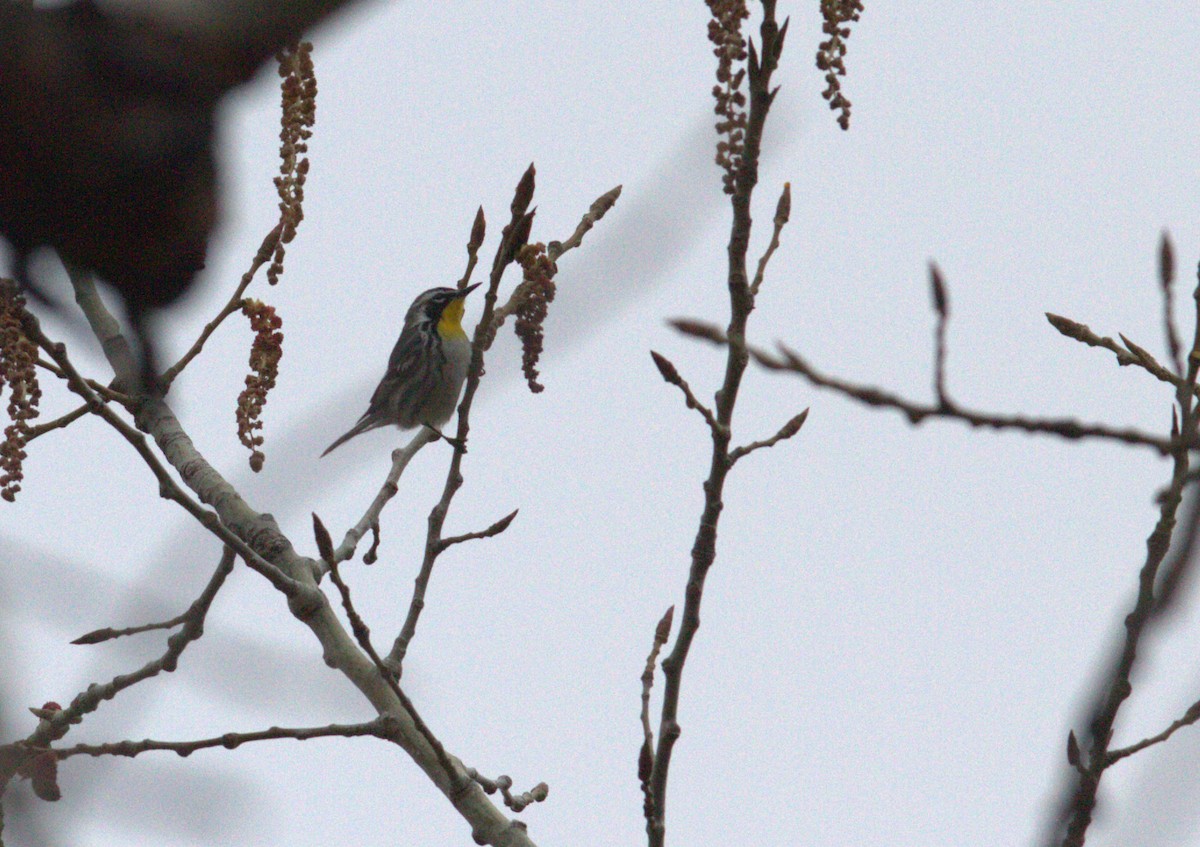 Yellow-throated Warbler - ML564630211