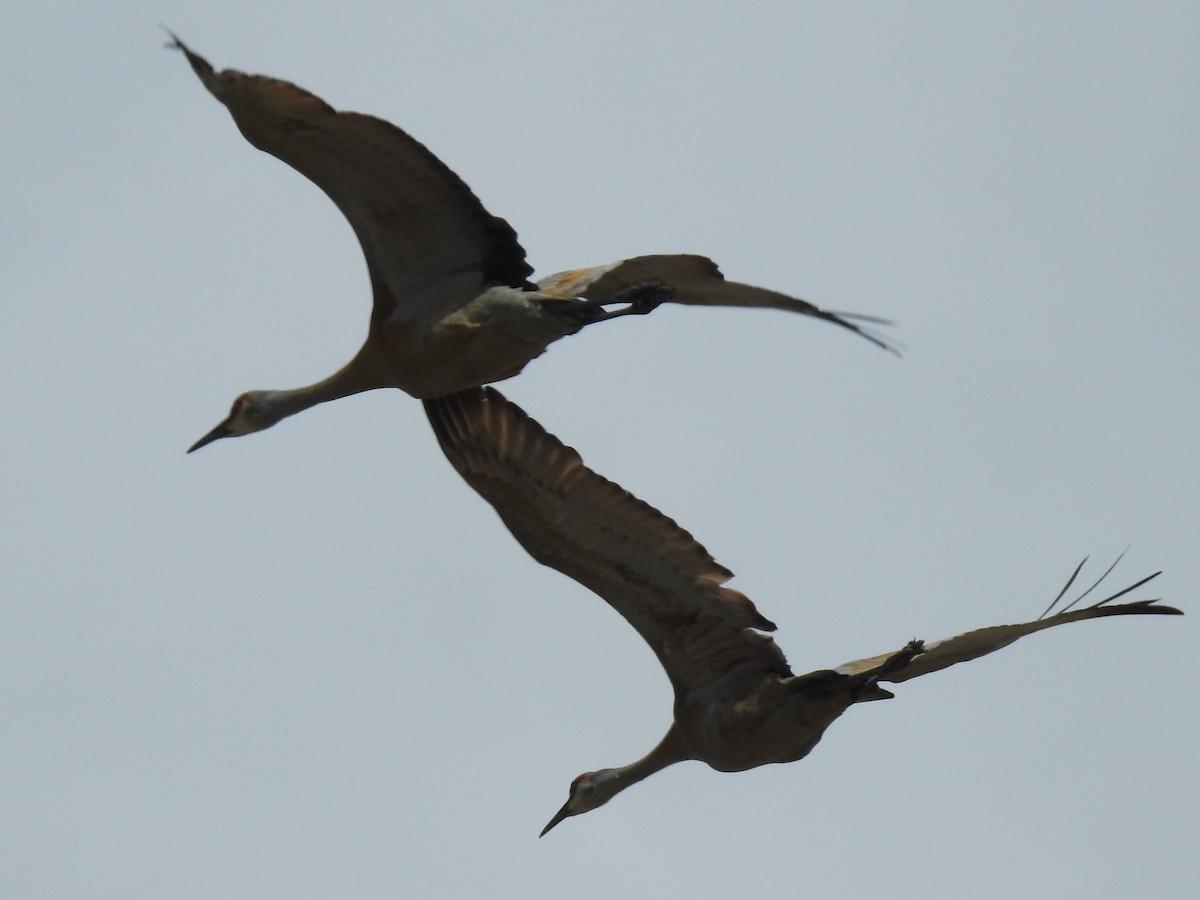 Sandhill Crane - Shane Sater