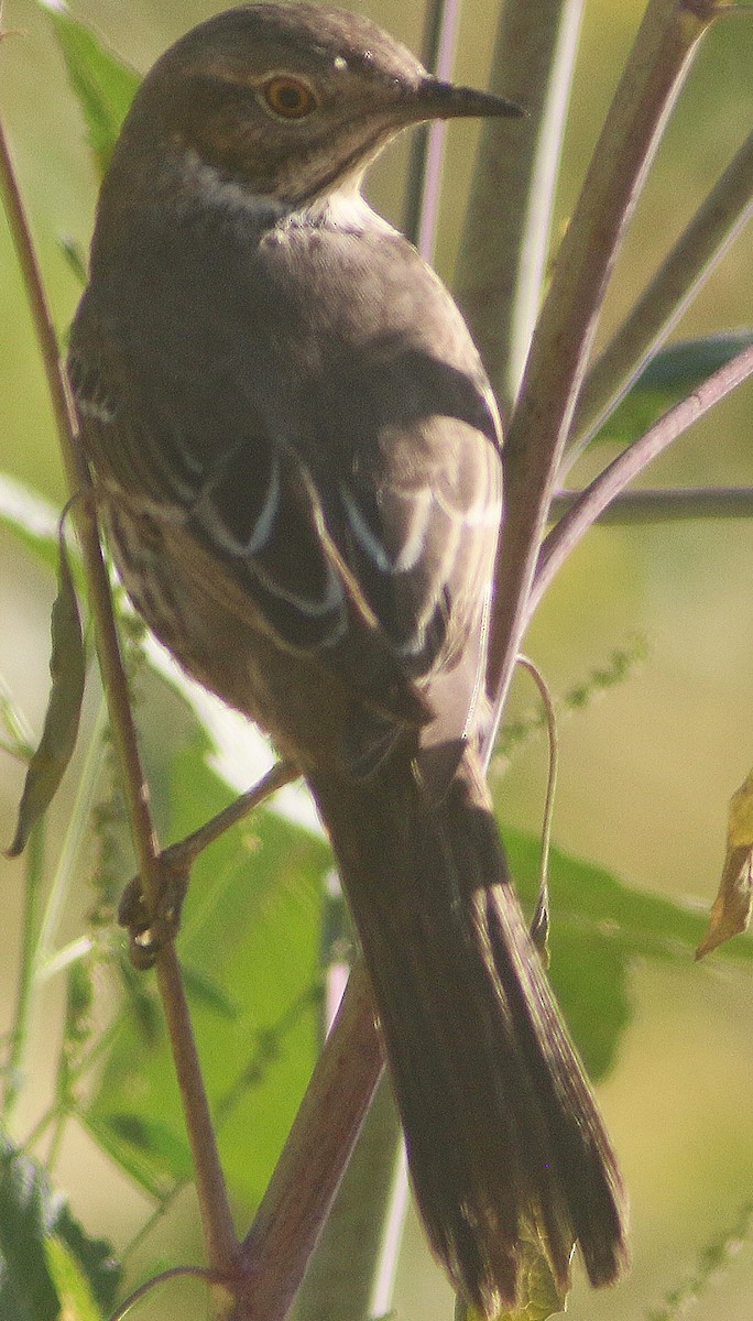 Sage Thrasher - Chet McGaugh