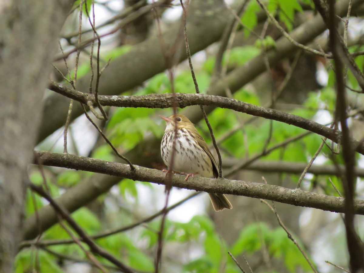 ovnparula - ML56463141