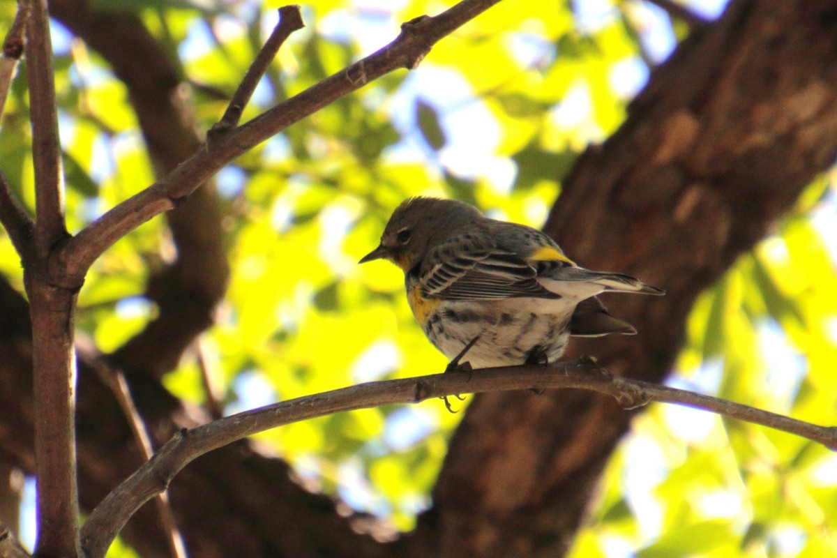 Yellow-rumped Warbler - ML564631411