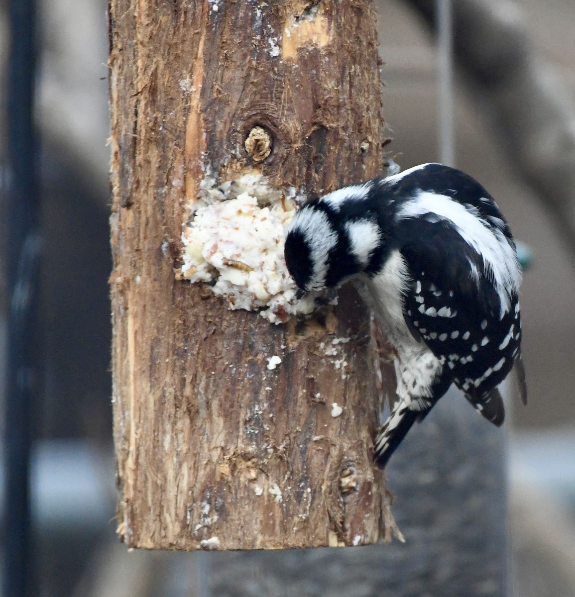 Downy Woodpecker - Mary Steggles