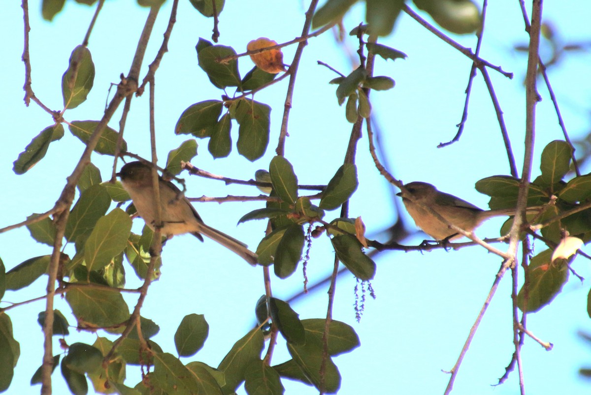 Bushtit - ML564631611