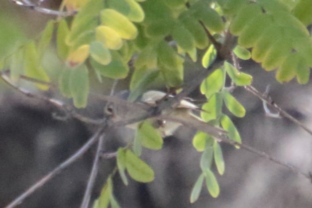 Ruby-crowned Kinglet - ML564632001