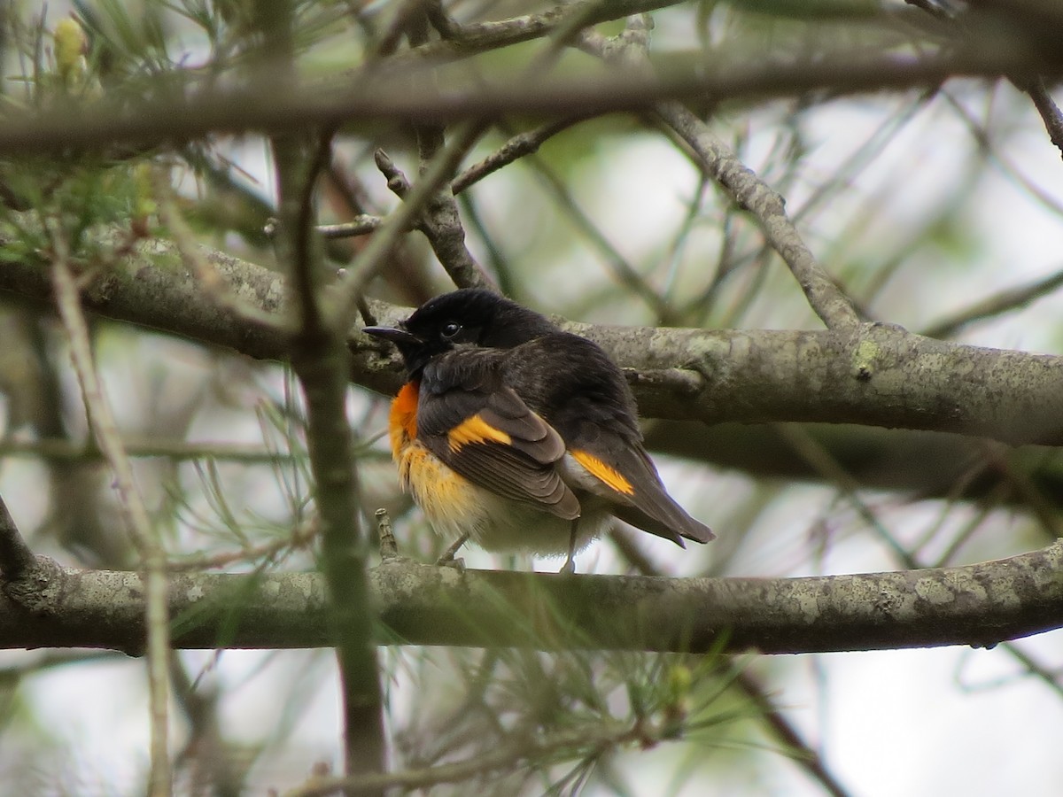 rødstjertparula - ML56463241