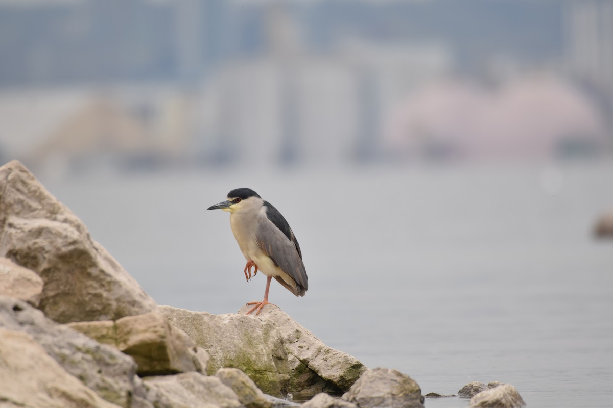 Black-crowned Night Heron - ML564632661