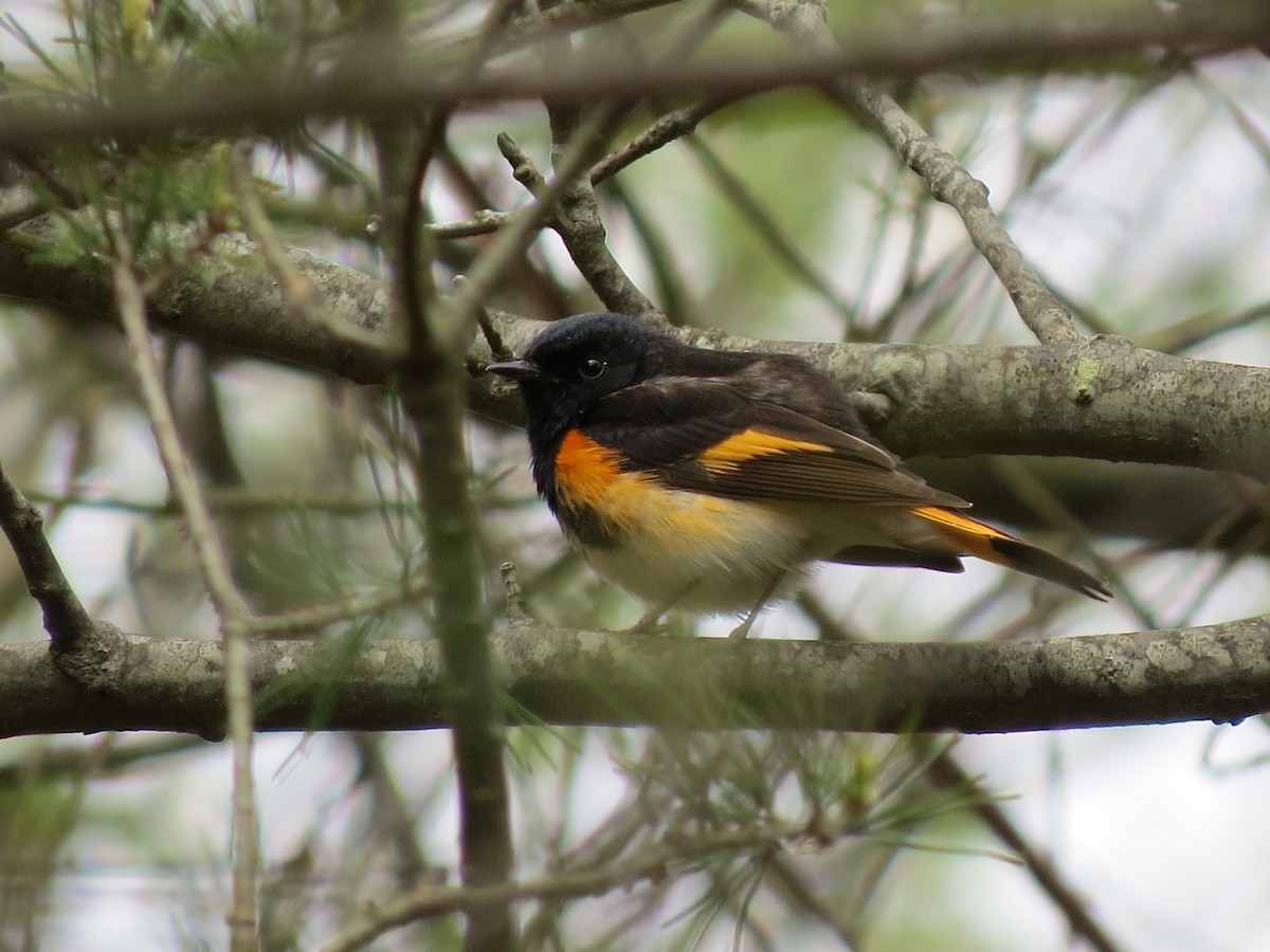 rødstjertparula - ML56463281