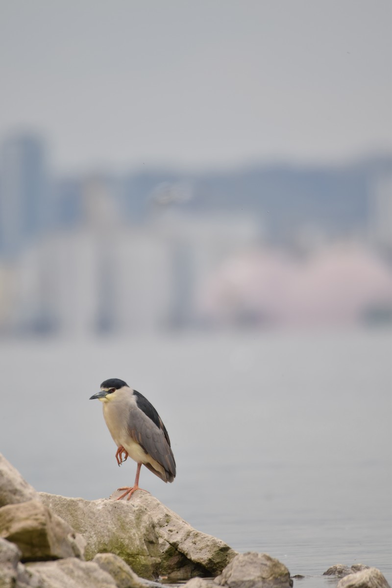 Black-crowned Night Heron - Ethan Gosnell