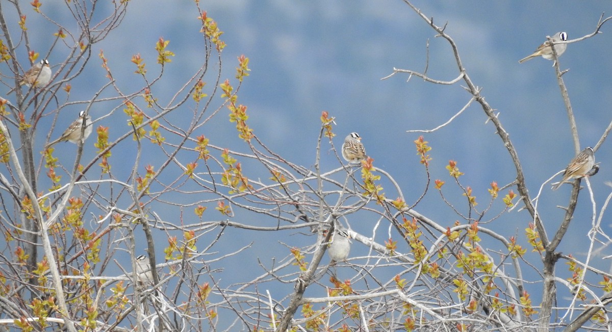 White-crowned Sparrow - ML56463361