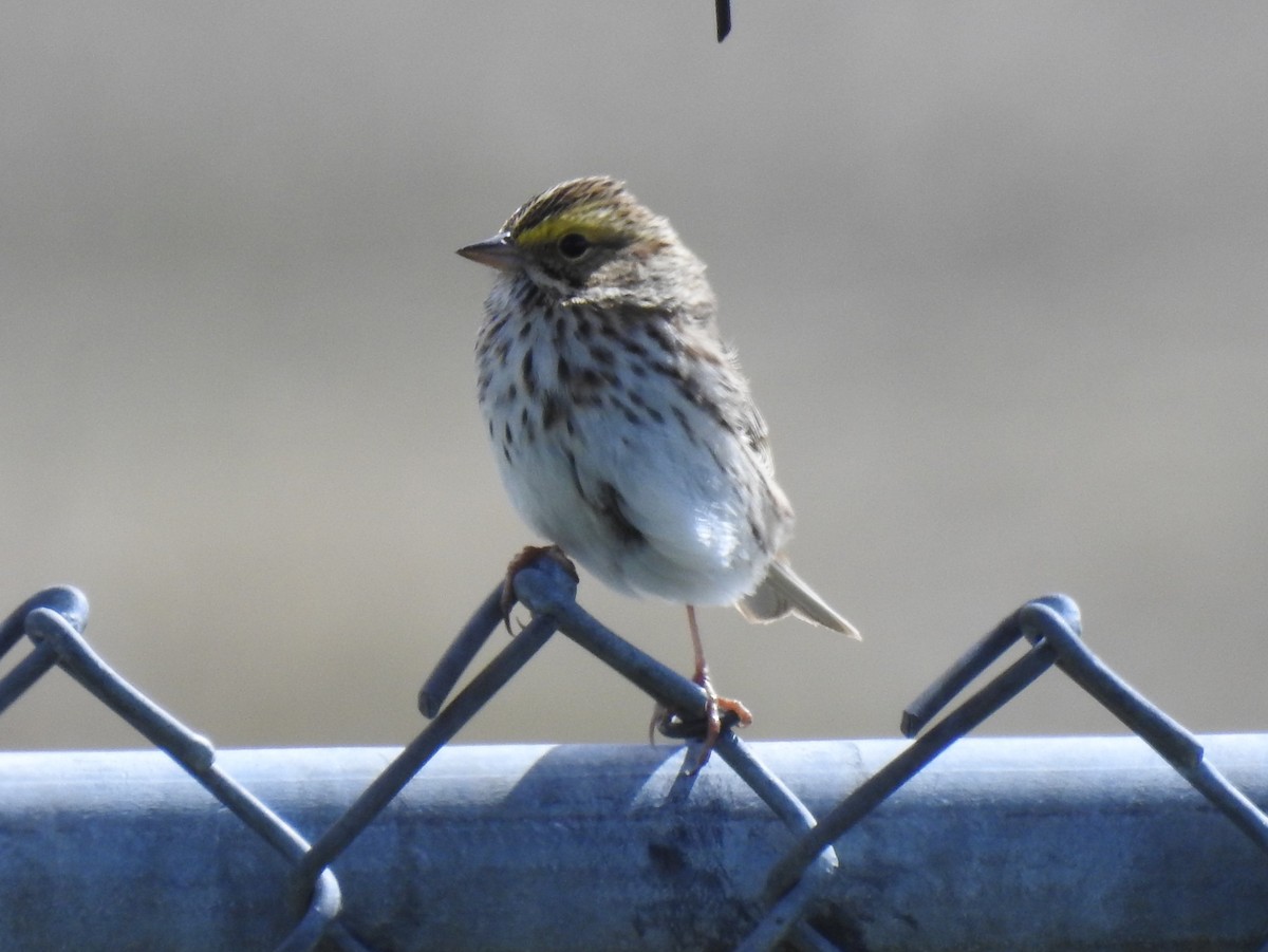 Savannah Sparrow - Shane Sater