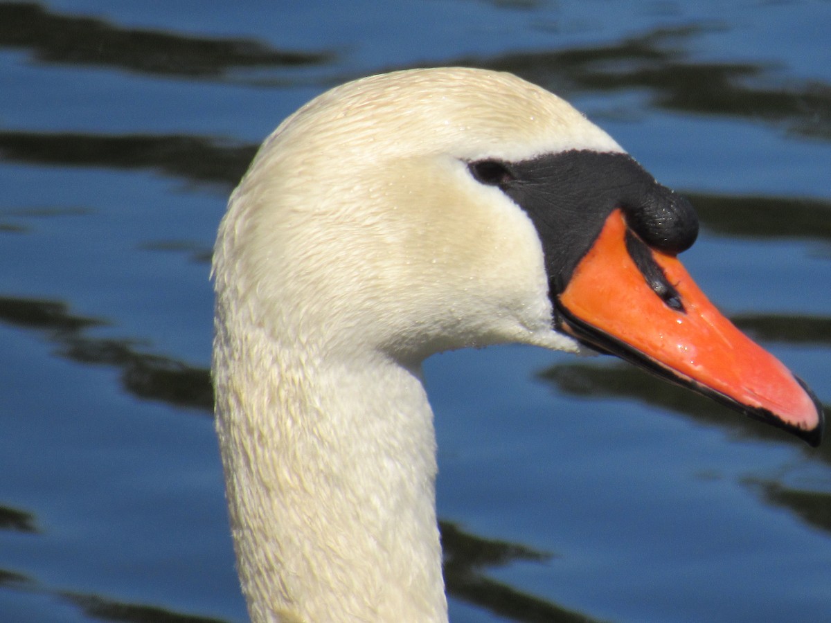 Хуруут хун - ML564634221