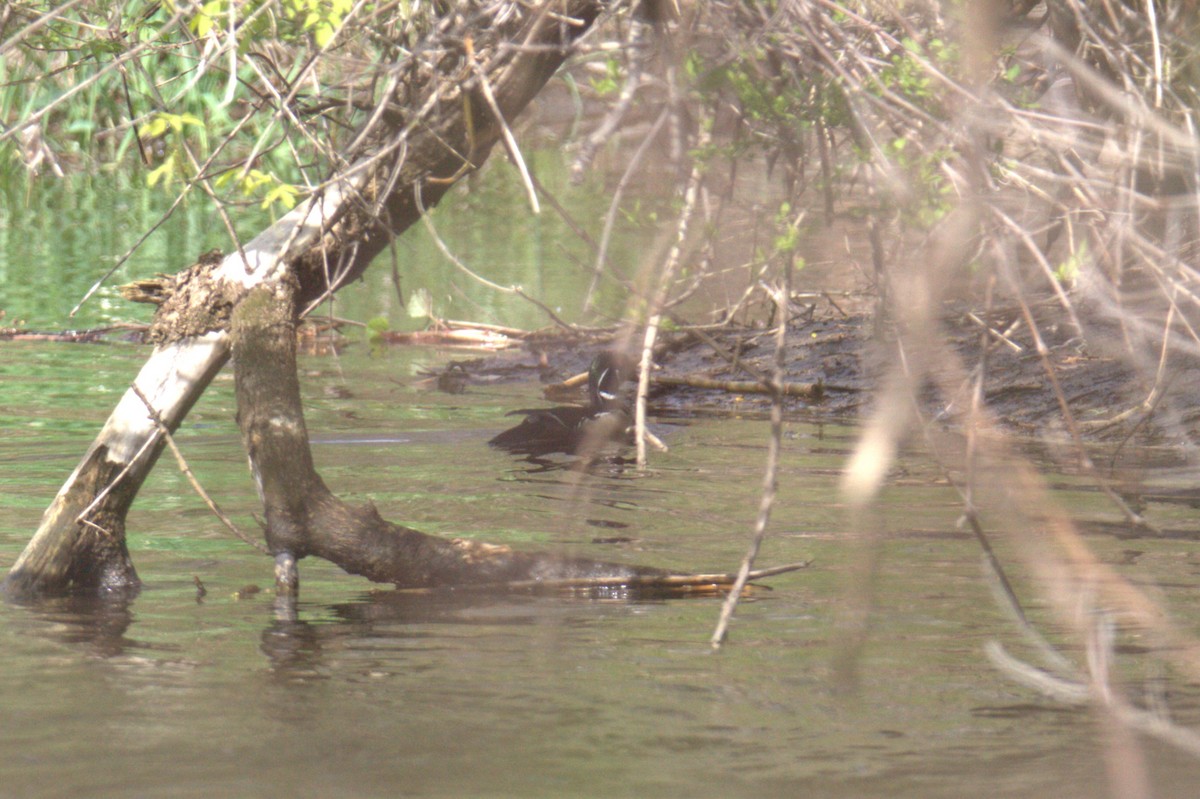 Wood Duck - ML564634281