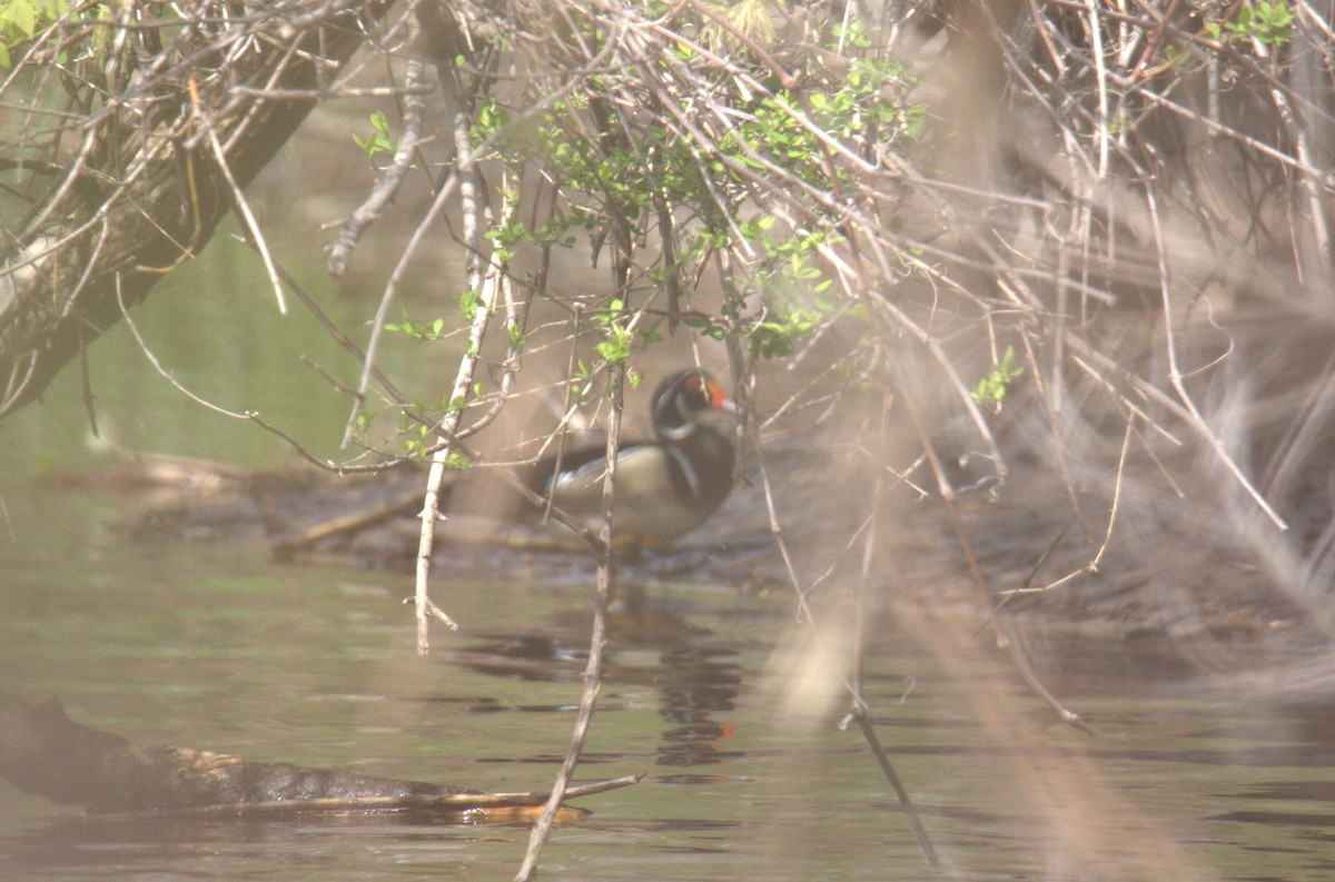 Wood Duck - ML564634291