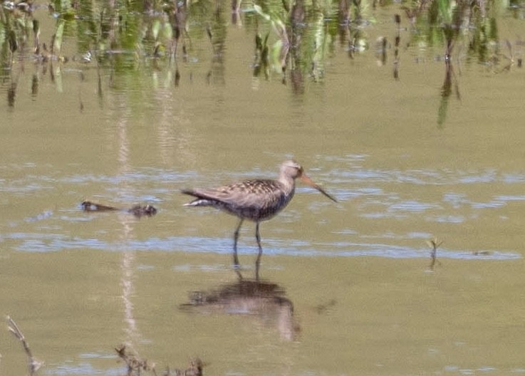 Hudsonian Godwit - Betsy Miller