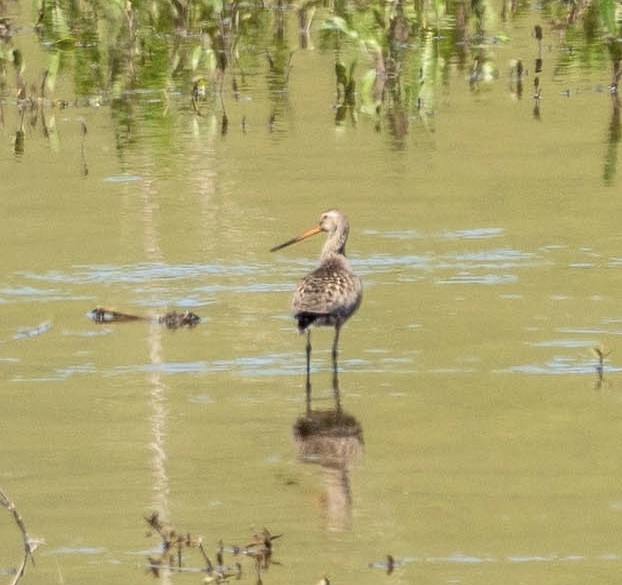 Hudsonian Godwit - ML564635031