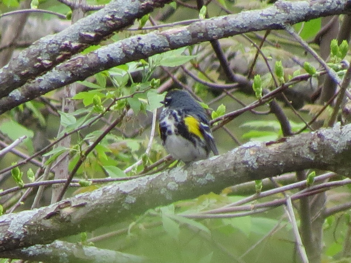 myrteparula - ML56463681