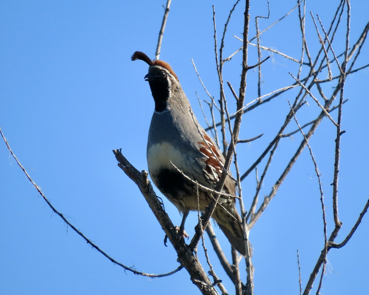 Gambel's Quail - Sharyn Isom