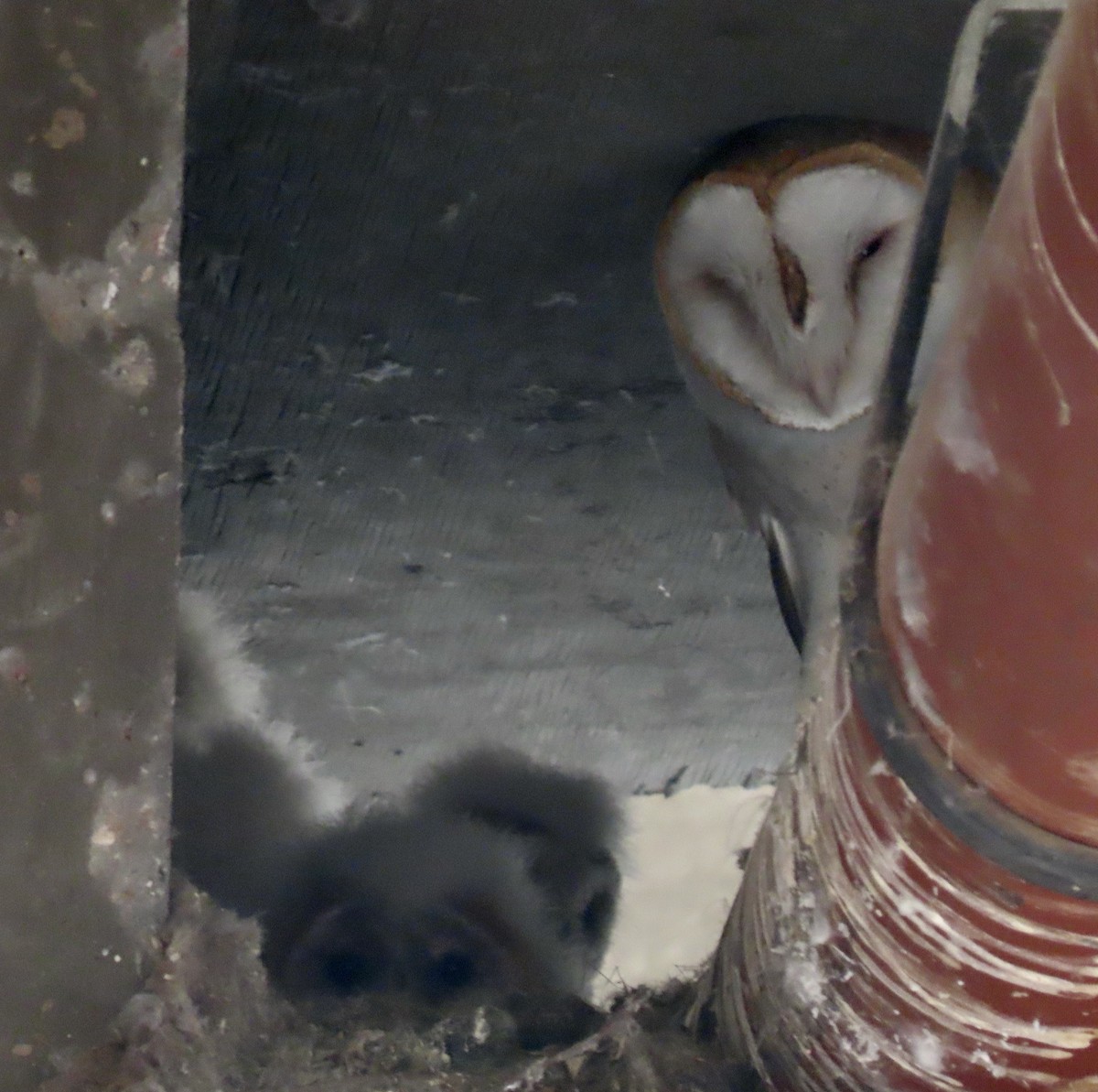 American Barn Owl - ML564637481