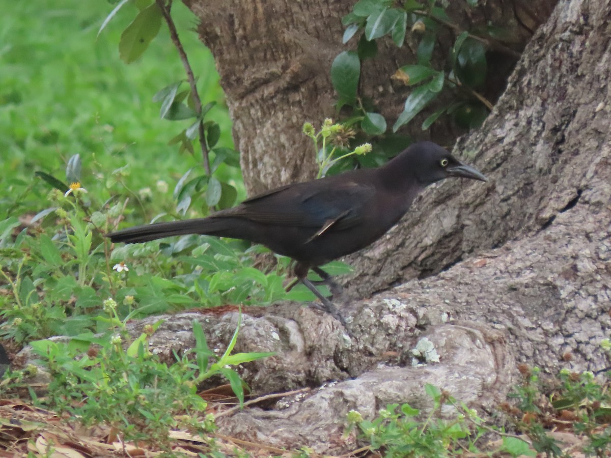 Common Grackle - ML564638011