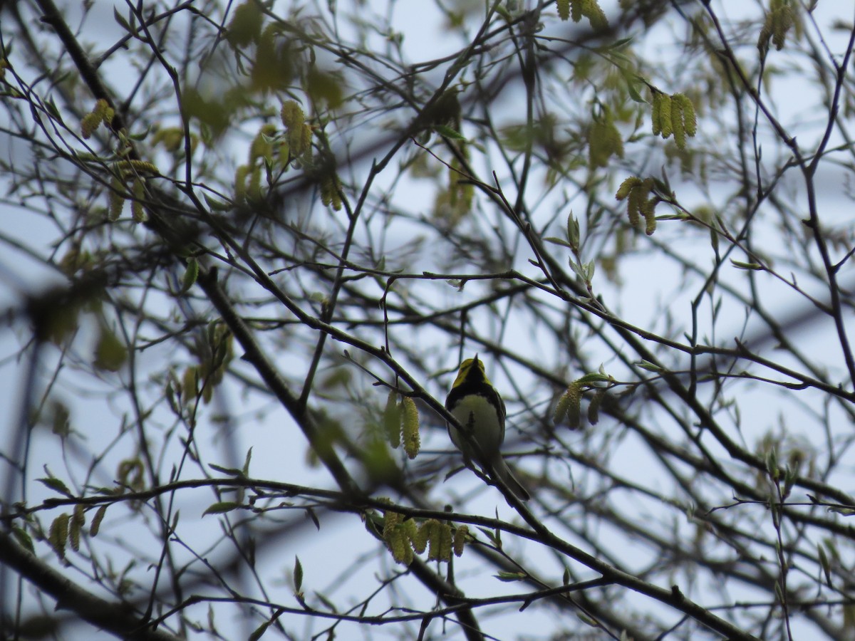 grønnparula - ML56463821