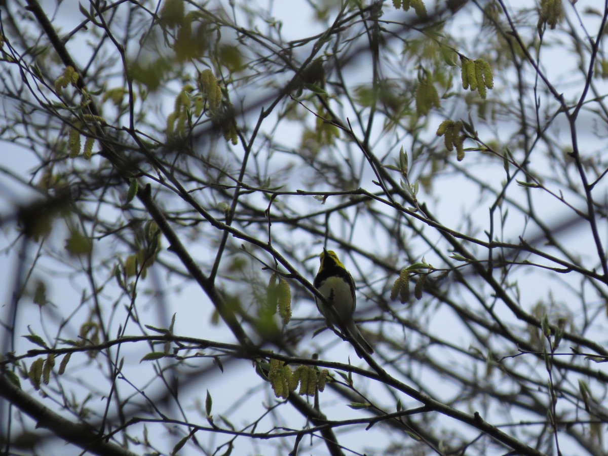 grønnparula - ML56463831